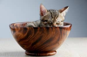bien accueillir son premier chaton