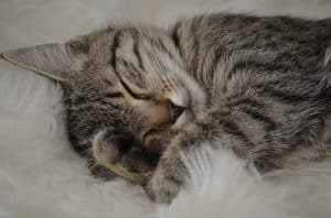 bien accueillir son premier chaton